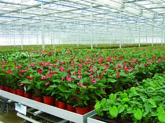 Párásítók virágtenyésztő üvegházakhoz